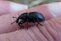 Liparus coronatus