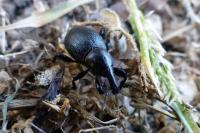 Liparus coronatus