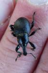 Liparus coronatus