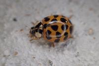 Harmonia axyridis