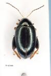 Psylliodes chrysocephala