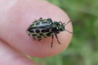 Chrysomela vigintipunctata