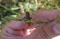 Cantharis livida