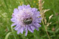 Oxythyrea funesta