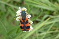 Trichodes alvearius