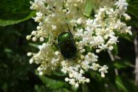 Cetonia aurata