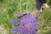 Stenurella melanura