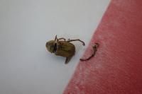 Hoplia argentea