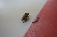 Hoplia argentea