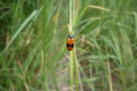 Clytra laeviuscula