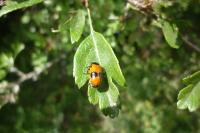 Clytra laeviuscula