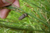 Agrypnus murinus