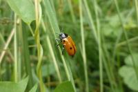 Clytra quadripunctata