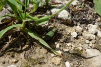Cicindela campestris