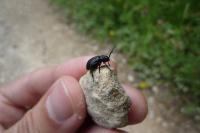 Galeruca tanaceti