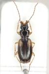 Badister sodalis