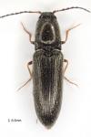 Nothodes parvulus