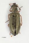 Danacea