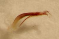 Aplocnemus