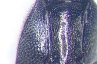 Nothodes parvulus