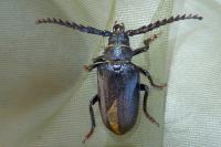 Prionus coriarius
