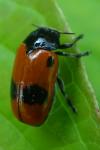 Clytra laeviuscula