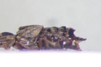 Micropeplus staphylinoides