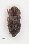 Micropeplus staphylinoides