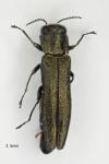 Agrilus angustulus