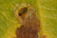 Isochnus