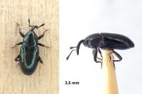 Aulacobaris coerulescens