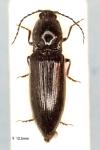 Hemicrepidius hirtus