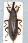Lixus pulverulentus