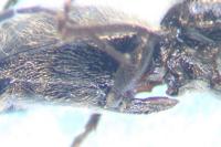 Hemicrepidius hirtus