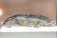 Lixus pulverulentus