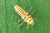 Halyzia sedecimguttata