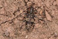 Leiopus nebulosus