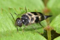 Variimorda