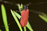 Pyropterus nigroruber