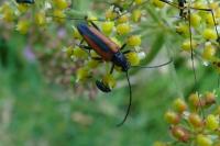 Stenurella melanura