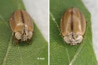 Aphidecta obliterata