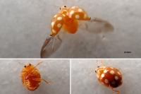 Vibidia duodecimguttata