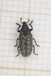 Rhinocyllus conicus