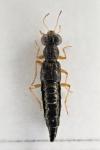 Stenus aceris