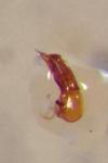 Micropeplus staphylinoides