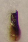 Stenus aceris