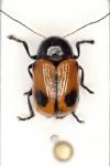 Cryptocephalus bipunctatus