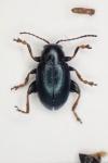 Chaetocnema