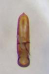 Chaetocnema