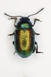 Gastrophysa viridula